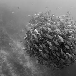 Every Alternating Vibration