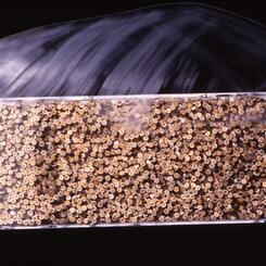 Exhaled Silence-detail