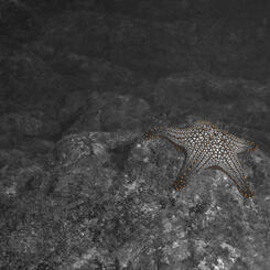 A Moment's Flourish XIV