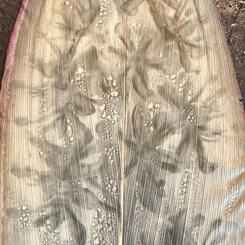 Detail of False Asphodel