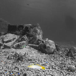 A Moment's Flourish XVI