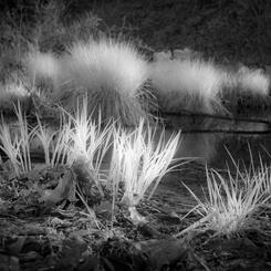 Grasses in the Bog