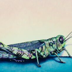 Grasshopper