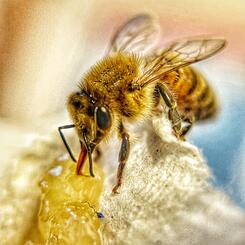 Portrait of a honey bee (Apis mellifera)