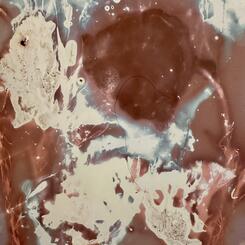 Sea Nettle, Lumen Print