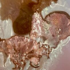 Sea Nettle #3, Lumen Print