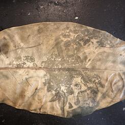 Southern Mountain Mint