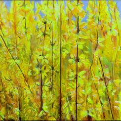Forsythia