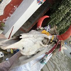 Scared Cow Head puppet