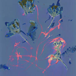 Bloodroot and Spring Beauties