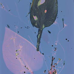 Skunk Cabbage and Spring Beauties