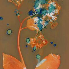 Virginia Bluebells, No. 1