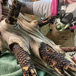 Big Stick - Process (1)