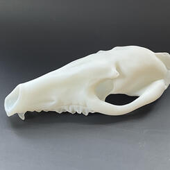 Coyote Skull