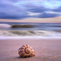 The Lone Seashell