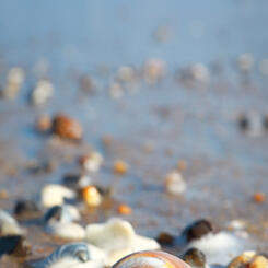 Seashell on the Beach