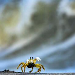 Sand Crab on the March