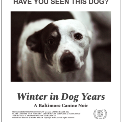 Have you seen this dog?