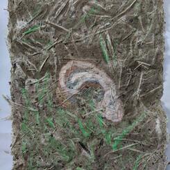 Severed Ear # 2, vacant lots are full of stories