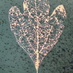 Skeleton Leaf