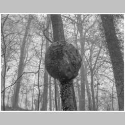 Tree With a Condition