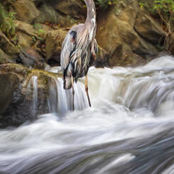 Heron on the Hunt