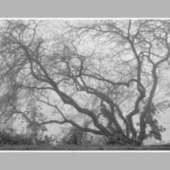 Twisted Fogbound Tree