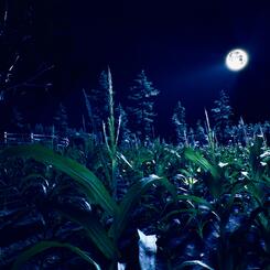 Up/Rooted outdoor imaga from final VR 