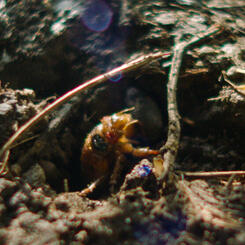 Level IX: Cicada Meditation