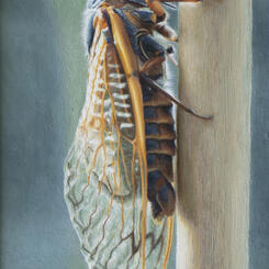 Cicada