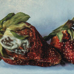 Moldy Strawberries