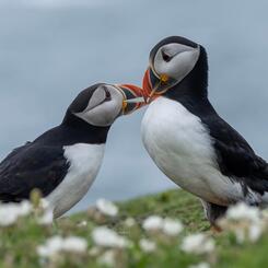 Puffin Pair