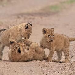 Cub Play