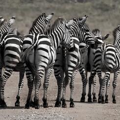 Zebra Butts