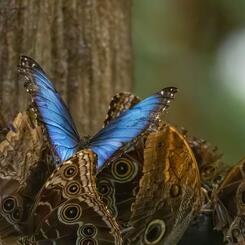 Blue Morpho Butterfly