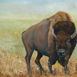 Bison