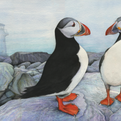 Puffins Island