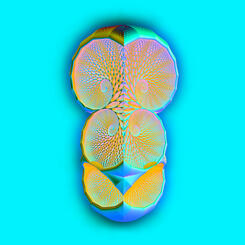 FuturePrimatives.02.25.20[StrangeFruit1]