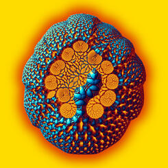 NewVariants.04.19.22a[SeedSelfSewn]