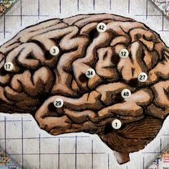 The Location of Memory