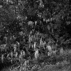 Crepe Myrtle, Worchester