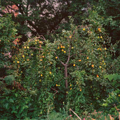 Pear Tree, Baltimore City