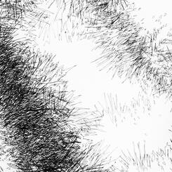 Backyard Shadow Happening (Evergreen ) No. 3