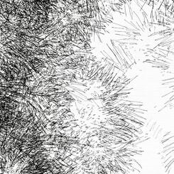 Backyard Shadow Happening (Evergreen) No. 4