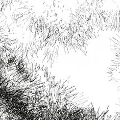 Backyard Shadow Happening (Evergreen) No. 6