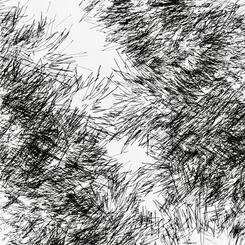 Backyard Shadow Happening (Evergreen ) No. 9