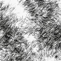 Backyard Shadow Happening (Evergreen ) Wall Installation No. 1