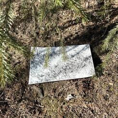 Garden Shadow Happenings (Evergreen). No. 10