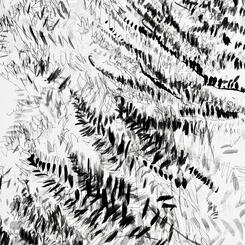 Garden Shadow Happenings (Fern) 2025.