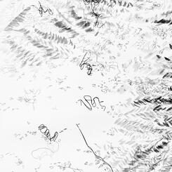 Garden Shadow Happenings (Dimensional) 2025.